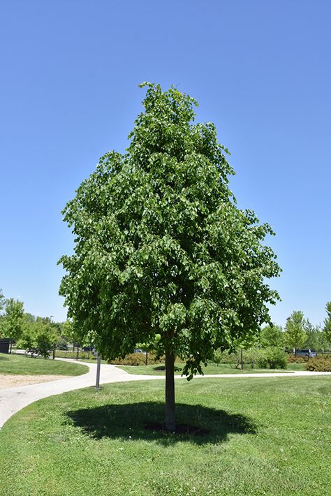 Greenspire Linden (Tilia cordata 'Greenspire') at Skillins Greenhouse Greenspire Linden Tree, Mum Garden, Garden Nooks, House Inspection, Tilia Cordata, Patio Trees, Compost Soil, Garden Nook, Street Trees