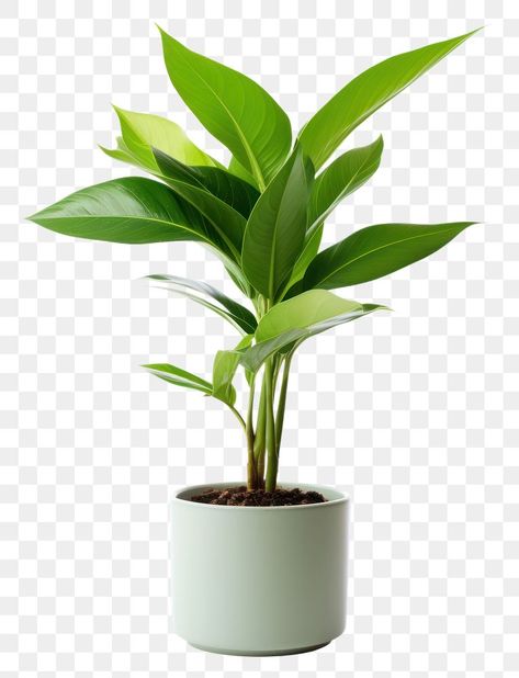 Hotel Plants, Vase Png, Green Screen Images, Tree Photoshop, Plant Png, Visual Library, Leaf Vase, Kitchen Plants, Flowers Vase