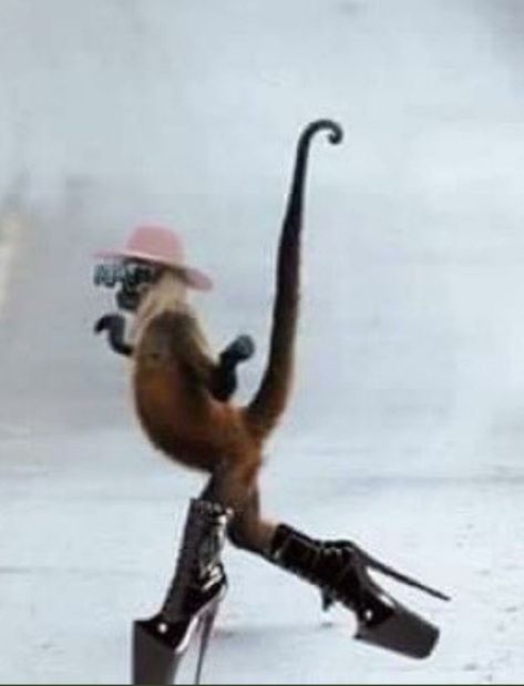 Funny Monkey Pictures, Monkey Memes, Baby Monkeys, Funny Monkey, Monkey Pictures, A Monkey, Silly Animals, Still Standing, A Miracle