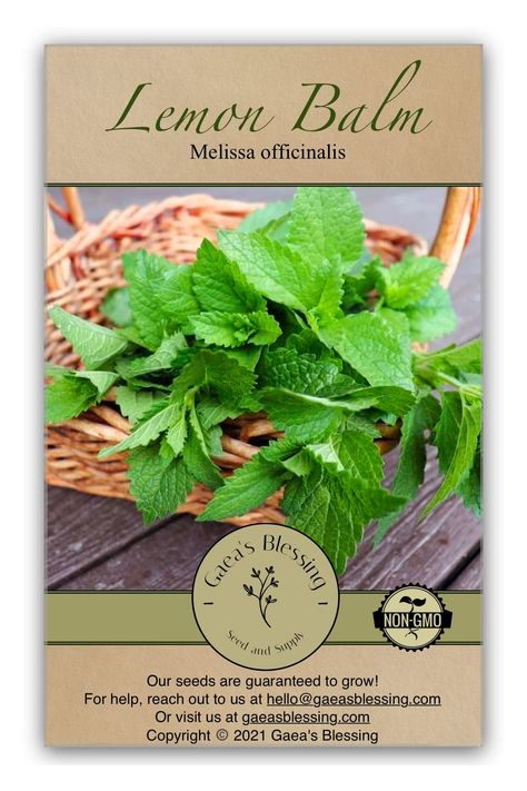 Lemon Balm Uses, Lemon Balm Essential Oil, Melissa Officinalis, Wild Food Foraging, Seed Germination, Wild Food, Healthy Vegetables, Traditional Medicine, Lemon Balm