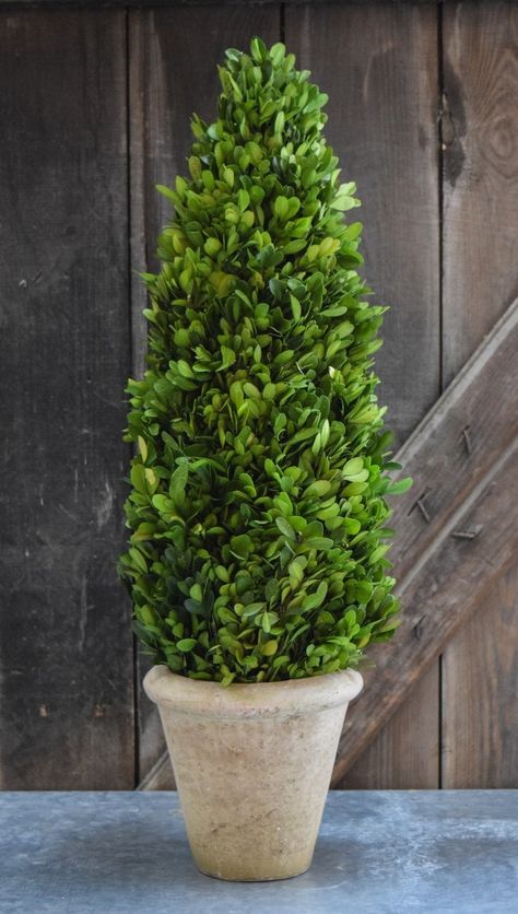 Cone Topiary, Preserved Boxwood Topiary, Fall Container Gardens, Preserved Boxwood, Winter Gardening, Boxwood Topiary, Container Gardening Flowers, Artificial Boxwood, Plant Ideas