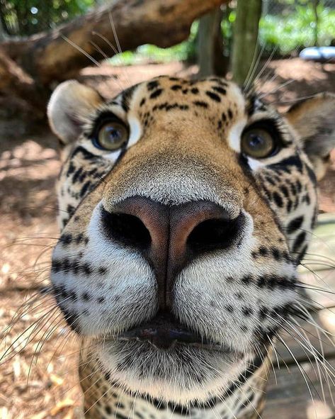 Amber, the derpy Baby Jaguar, Wildlife Conservation, Large Cats, Weird Animals, Animal Planet, Big Cats, Wildlife Photography, My Name Is, Wild Cats