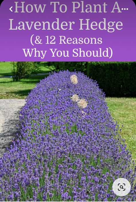 Backyard Lavender Ideas, How To Grow A Lavender Field, Lavender Planting Ideas Gardens, Lavender In Front Yard, Front Lawn Hedge Ideas, Hostas And Lavender Landscaping, Lavender In Landscaping Front Yards, Front Yard Lavender, Lavender Rows Front Yard