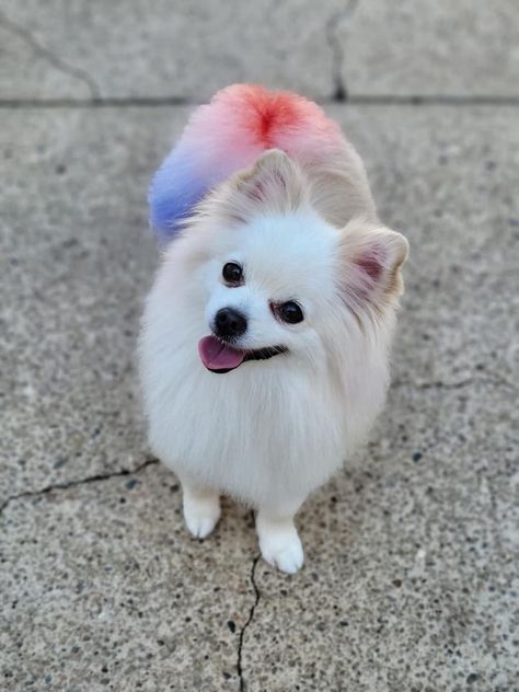 Pomeranian has its tail dyed for the Fourth of July! Dog Hair Dye, Toy Pom, Creative Dog Grooming, Dog Dye, Rainbow Animals, White Pomeranian, Pom Dog, Creative Grooming, Forth Of July