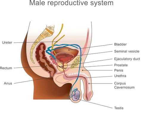 Prostate Massaging: How to Milk Your P-Spot for Explosive Orgasms Male Reproductive System, Prostate Gland, Prostate Health Men, Basic Anatomy And Physiology, Lower Back Pain Exercises, Survival Skills Life Hacks, Apple Cider Benefits, Prostate Massage, Pelvic Pain