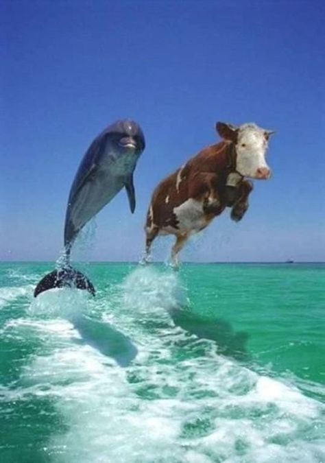 Dolphin Memes, Cow Meme, Cow Sketch, Cow Wallpaper, Cow Drawing, Fluffy Cows, Cow Pictures, Animal Antics, Cows Funny