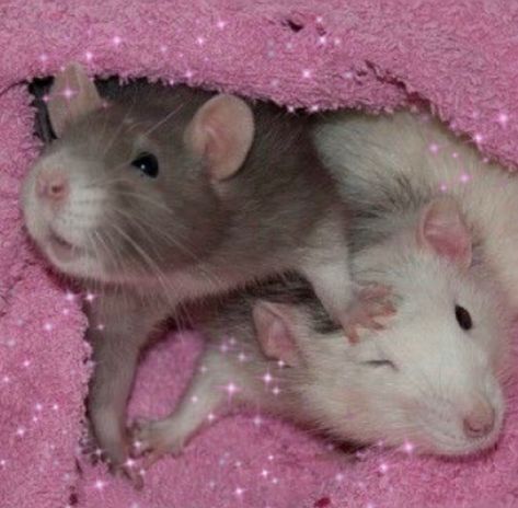 2 Rats Together, Rats In Love, Husky Rat, Rat Girl, Rat Look, Cute Rats, Pet Rats, Silly Animals, Dessin Adorable