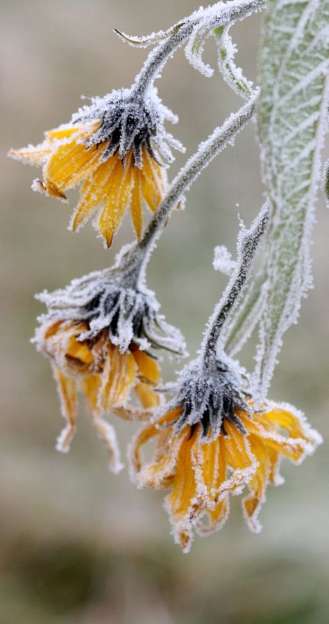 .. Frosé, I Love Winter, Winter Magic, Winter Scenery, Winter Beauty, Winter Wonder, Jolie Photo, Mustard Seed, Winter Photography