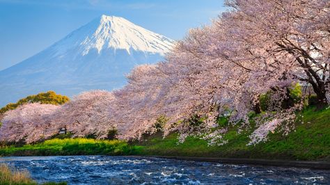 fuji, 4k, HD wallpaper, sakura, river, japan, travel, tourism, National Geographic Traveler Photo Contest (horizontal) National Geographic Wallpaper, 8k Resolution Wallpapers, Shinjuku Gyoen, Japanese Nature, Cherry Blossom Japan, Monte Fuji, Hamamatsu, Mont Fuji, Japan Vacation