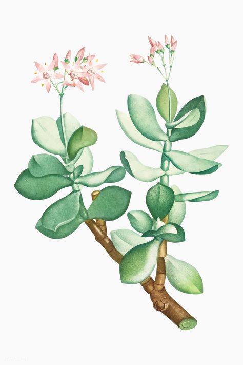 Vintage Crassula Portulacea vector | premium image by rawpixel.com Botanical Inspiration, Html Color Codes, Jade Flower, Vintage Cactus, Cactus Illustration, Crassula Ovata, Jade Plants, Class Gift, Botanical Illustrations