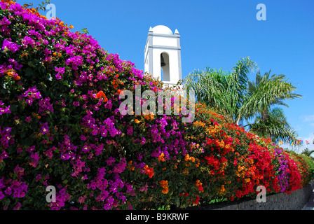 Bougainvillea Hedge, Hedge Ideas, Beach Promenade, Garden Hedges, Canary Islands Spain, Front Yard Garden Design, Casa Exterior, Front Yard Garden, Garden Landscape Design