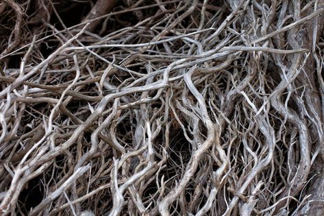 Twisted Tree, Dead Tree, Botanical Drawings, Royalty Free Photos, New Pictures, Tree Branches, Stock Images Free, Close Up, Photo Editing