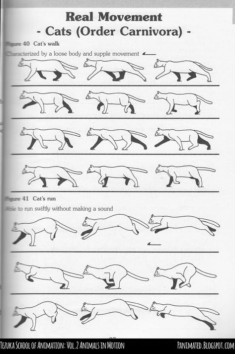 Cat Walking Animation Cycle, Cat Walking Animation, Cat Walking Drawing, Cat Walk Cycle, School Animation, How To Draw Cats, Draw Cats, Walking Animation, Cat Walking