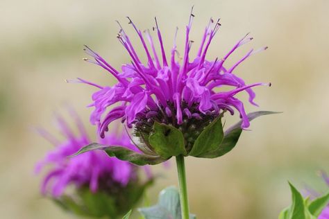 Bergamot Plant, Bergamot Flower, Bee Balm Plant, Wild Bergamot, Low Water Plants, Lotus Garden, Bee Balm, Parts Of A Plant, Love Garden