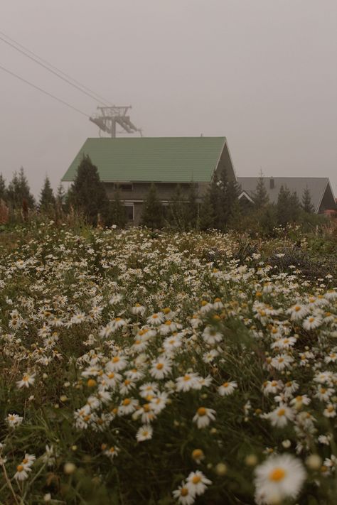 Cottage core, chamomile, flower field, cottage core aesthetic Aesthetic Insta Profile, Ella Name, Adventure Core, Most Beautiful Places To Visit, Aesthetic Cottage, Chamomile Flower, Me Core, Daisy Field, Cottage Core Aesthetic