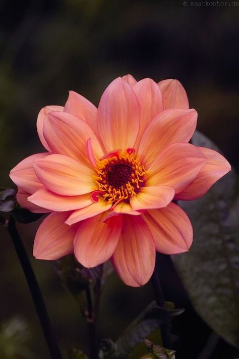 Orange Flower, Orange And Yellow, Dahlia, Orange, Yellow, Green, Beauty