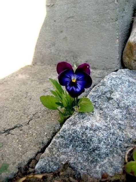 Car Garden, Lady Bug, A Rock, Love Flowers, Birthday Greetings, Amazing Nature, Pansies, Nature Beauty, Pretty Flowers