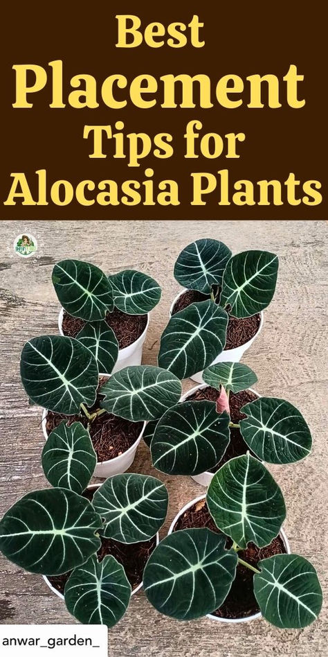 Discover the best tips for Alocasia plant placement with our guide on ideal  placement factors for your indoor garden. Learn where to position your Alocasia plant for optimal growth, including the best spot for Alocasia  varieties like Alocasia Polly, Alocasia Frydek, and the stunning Black Velvet plant. Whether you  have an Elephant Ear plant or various Alocasia plant varieties, find the perfect placement to elevate your indoor space. Explore now for expert  advice on Alocasia plant care indoor Black Elephant Ear Plant, Elephant Ears Plants Indoor, Alocasia Plant Varieties, Black Velvet Plant, Alocasia Plant Care, Elephant Ears Plants, Alocasia Varieties, Black Elephant Ears, Velvet Plant