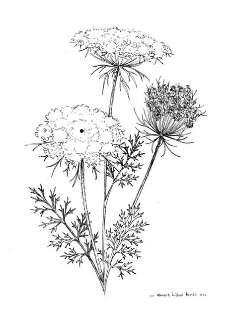 Morning After Pill, Medicinal Remedies, Lace Drawing, Queen Anne's Lace Flowers, Fertility Awareness, Ornamental Tattoo, Lace Art, Queen Anne's Lace, Lace Tattoo