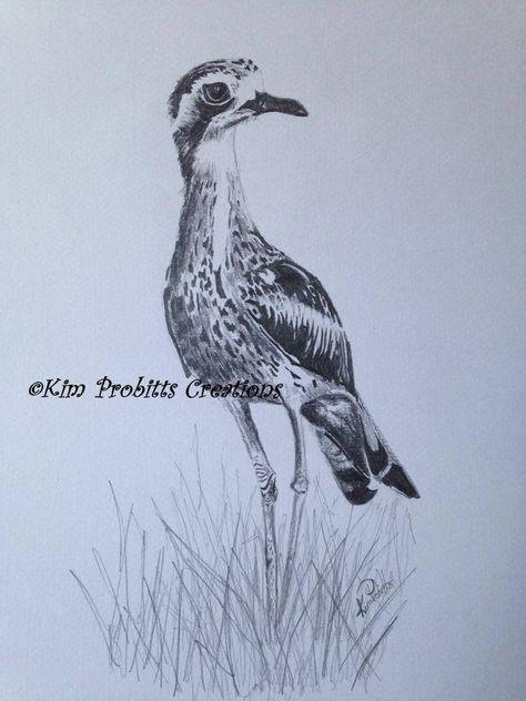 'Curlew' graphite drawing by Kim Probitts Creations - See more at https://www.facebook.com/kimprobittscreations Curlew Bird Tattoo, Curlew Bird Drawing, Curlew Bird Art, Stone Curlew, Curlew Bird, Bird Paintings, Australian Birds, Australian Native, Graphite Drawings