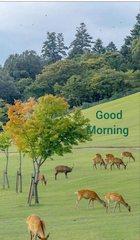 Have a great day story book for kids Good Morning Wishes In Tamil, Good Morning Wishes In English, Good Morning Wishes In Hindi, Video Good Morning, Good Morning Wishes Love, Good Morning Nature Images, Good Morning Animals, Good Morning Posters, Lovely Good Morning Images