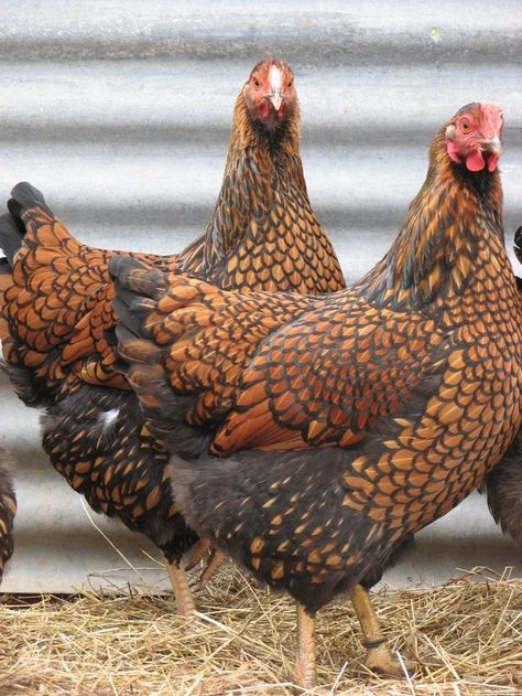 Gold Lace Wyandottes | BackYard Chickens Gold Laced Wyandotte, Wyandotte Chicken, Beautiful Chickens, Hen Chicken, Keeping Chickens, Lambada, Chickens And Roosters, Chicken Breeds, Pet Chickens