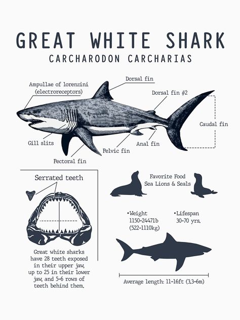 Great White Shark Anatomy, Walking Shark, Shark Anatomy, Oceanography Marine Biology, Shark Stuff, Anatomy Shirts, Shark Facts, Tv Girl, Marine Biologist