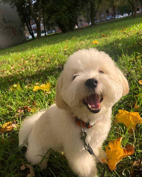 Maltese Dogs Full Grown, Havanese Dogs Full Grown, Dogs Full Grown, Chocolate Havanese, Havanese Full Grown, Havanese Haircuts, Havanese Puppies For Sale, Dog For Sale, Havanese Dog