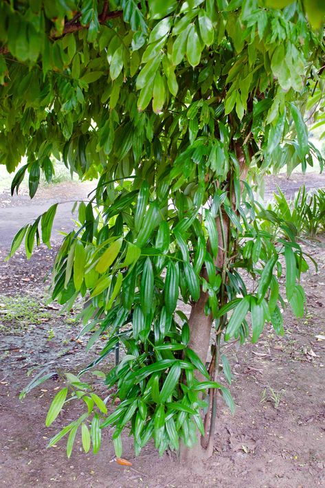 Grow Cinnamon, Cinnamon Plant, Cinnamon Tree, Tree Seedlings, Ceylon Cinnamon, Banana Plants, Citrus Trees, Tea Garden, Organic Fertilizer