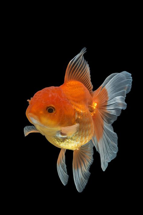 Gold Fish Photography, Goldfish Reference, Gold Fish Aesthetic, Ryukin Goldfish, Cute Goldfish, Oranda Goldfish, Pet Goldfish, Bawah Air, Pretty Fish