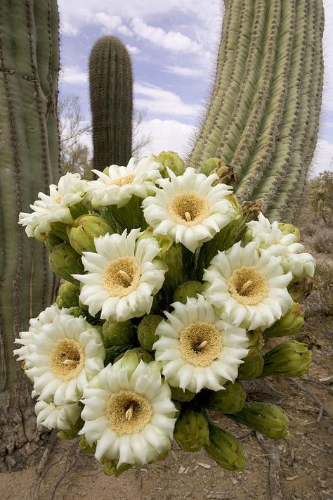 Saguaro Cactus Blossom, Arizona State Flower, Cactus Blossom, Cactus Tattoo, Cactus Blossoms, Cactus Flowers, Cactus Plant, Saguaro Cactus, Flower Names