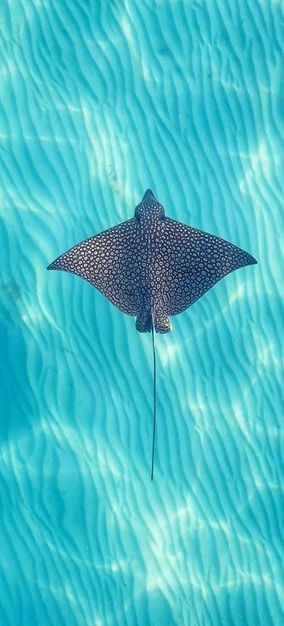 Spotted Egal Ray, Ocean Animal Aesthetic, Sting Ray Wallpaper Aesthetic, Stingray Reference, Stingray Wallpaper Aesthetic, Sea World Aesthetic, Sting Ray Aesthetic, Marine Animals Aesthetic, Sting Ray Wallpaper