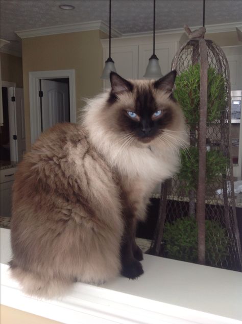 My Seal Point Ragdoll, Ryker Wendell of Kikiragdolls OH Seal Point Ragdoll, Birman Cat, Himalayan Cat, Dog Pets, Ragdoll Kitten, Gorgeous Cats, Fluffy Cat, Ragdoll Cat, Domestic Cat