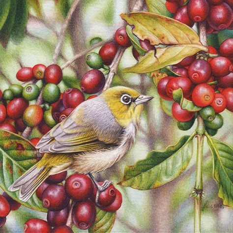 Silvereye and Coffee Illustration in Watercolour Watercolour Australian Animals, Coffee Plant Botanical Illustration, Heidi Willis, Pink Galah Watercolour, Watercolour Wren, Fairy Wren Watercolour, Water Paintings, Duck Illustration, Leaf Skeleton