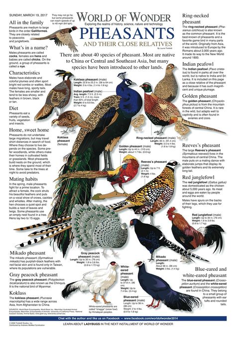 Mar 19, 2017 Bird Feather Anatomy, Birds Infographics, Birds Facts In Hindi, Animal Encyclopedia, Ring Necked Pheasant, Animal Infographic, Golden Pheasant, World History Lessons, Bird Identification