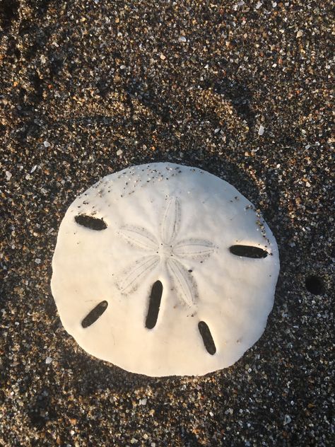 Sand Dollar Aesthetic, Sea Dollar, Star Sea, Inspo Tattoo, Tropical Holiday, Sand Dollars, Mermaid Aesthetic, Animal References, Marine Fish