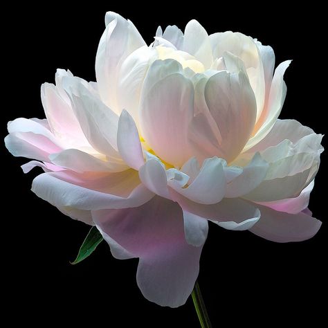 Kristina Webb, Diy Paint By Numbers, Mini Diy, Peony Painting, White Peony, White Peonies, Diy Paint, Paint By Numbers, Flower Art Painting