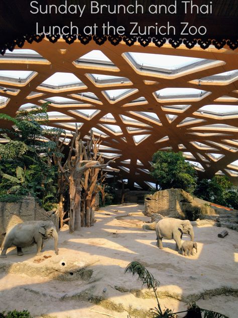 The Zurich Zoo has a fabulous Sunday brunch and Thai lunch that is wonderfully family friendly. Zoo Design, Zoo Project, Zoo Architecture, Elephant Park, Zoo Photos, Zoological Garden, Urban Habitat, Elephant Sanctuary, Timber Construction