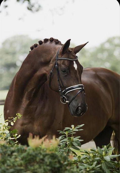 Dressage Aesthetic, Kwpn Horse, Irish Sport Horse, Horse Riding Aesthetic, Warmblood Horses, Beautiful Horse Pictures, Hanoverian, Horse Inspiration, Horse Aesthetic