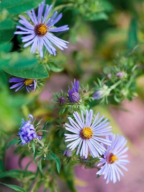 New England Aster, Perennials Flowers, Moss Phlox, Fall Flowers Garden, Plant Kingdom, Decorative Plants, Flower Identification, Growing Peonies, Florida Gardening