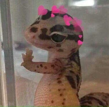 Lizard Meme, Reaction Photos, Reaction Images, Whiskey, Coco, Cute Animals, Memes, Animals, Art