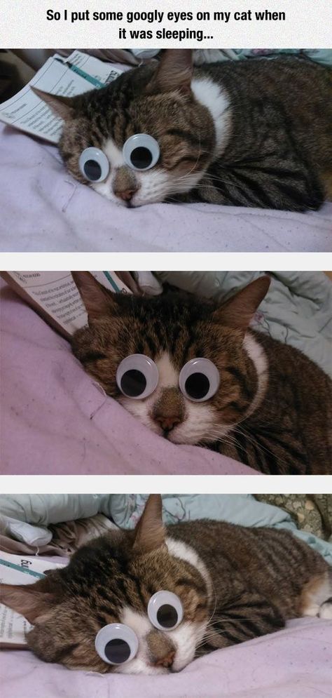 So I Put Googly Eyes On My Cat When It Was Sleeping cute animals cat cats adorable animal kittens pets kitten funny pictures funny animals funny cats Animal Interactions, Big Googly Eyes, Cats Pics, Cat Book, Game Mode, Animal Funny, Great Cat, Pet Kitten, Googly Eyes