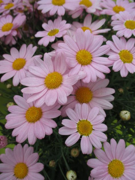 Marguerite Daisies for Impact! - Rotary Botanical Gardens Diy Crochet Rose, Daisies Aesthetic, Sarah Core, Easy Crochet Rose, Colored Daisies, Daisy Aesthetic, Summer Blooming Flowers, Marguerite Daisy, Roses Crochet