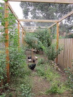 Chook House, Happy Chickens, Quail Coop, Cute Chicken Coops, Chicken Coop Garden, Edible Gardens, Backyard Chicken Coop Plans, Pet Ducks, Best Chicken Coop