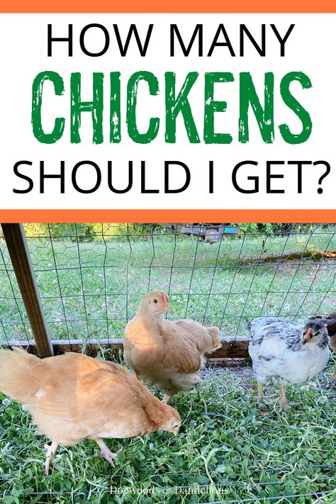 Egg Chickens, Snacks For Chickens, How To Keep Chickens, Baby Chicks Raising, Types Of Chickens, Backyard Chicken Farming, Raise Chickens, Chicken Health, Chicken Treats