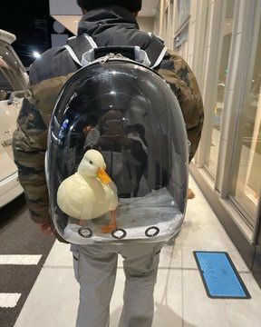 Duck Backpack, Good In The World, Pet Ducks, Too Close For Comfort, Funny Duck, Silly Goofy, A Duck, Silly Animals, White Ducks