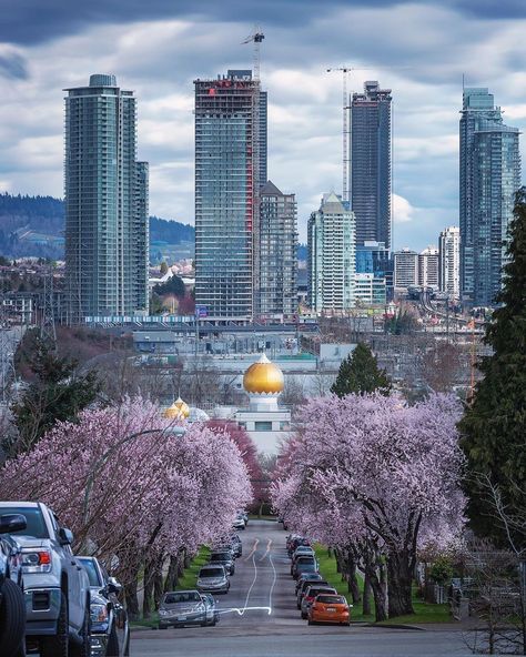 604 Now on Instagram: “A beautiful spring scene from afar 🌸.⠀ 📸 : @erikandersen⠀ •⠀⠀⠀ •⠀⠀⠀ •⠀⠀⠀ #604now #vancity #vancouver #yvr #vancouverbc #vancouvercanada…” Spring Scene, Vancouver Canada, Vancouver Bc, Sunshine Coast, Seattle Skyline, San Francisco Skyline, Instagram A, Vancouver, Photo And Video