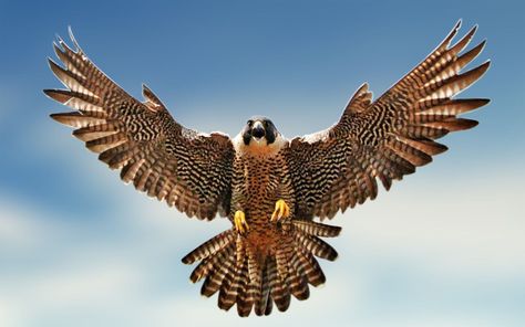 Flying falcon Falcon Tattoo, Fastest Bird, Hawk Bird, Bird Flying, Peregrine Falcon, Desenho Tattoo, Bird Wallpaper, Peregrine, Birds Tattoo