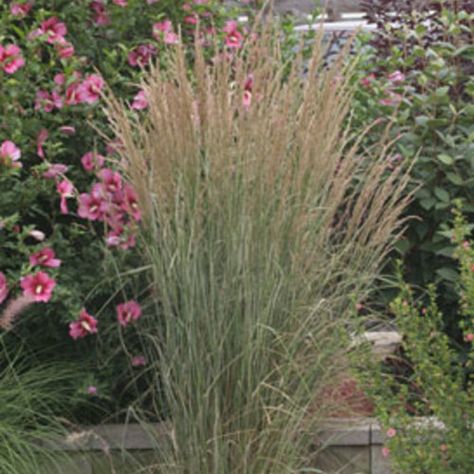 Overdam Feather Reed, Calamagrostis Acutiflora, Feather Reed Grass, Plant Combos, Shrub Roses, Proven Winners, Low Maintenance Plants, Companion Planting, Landscape Ideas