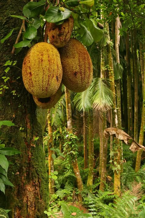 Tropical Fruits. Durian, Tropical Fruit, Tropical Forest, Big Island, Hawaii, US , #Aff, #Durian, #Fruit, #Tropical, #Fruits, #Forest #ad Homemade Fruit Leather, Durian Fruit, Forest Ecosystem, Tropical Food, Forest Fruits, Fruits For Kids, Fruit Leather, Fruit Picking, Hawaii Usa